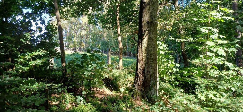 Grundstück Zeulenroda-Triebes Triebes - 39.500&euro; | Angebot:26742062