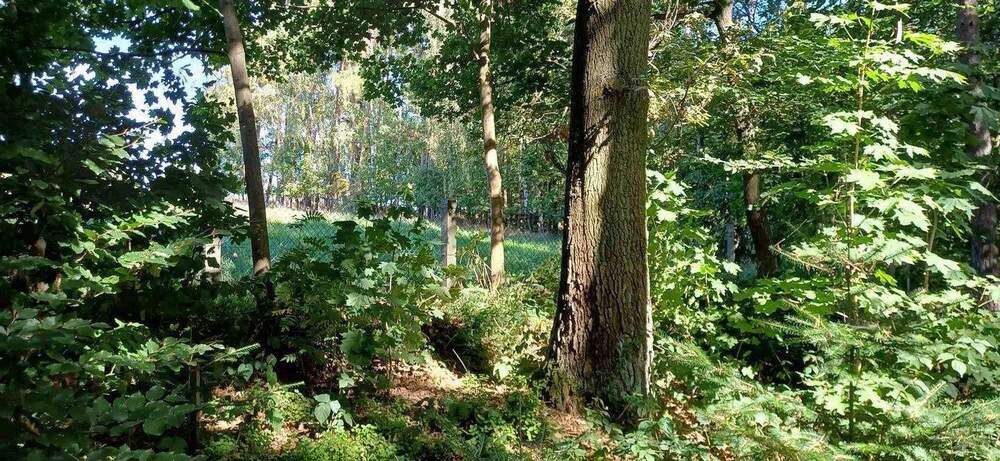 Grundstück Zeulenroda-Triebes Triebes - 39.500&euro; | Angebot:26742062