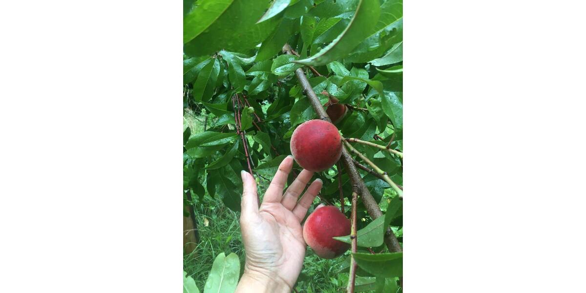 Bauernhaus, Landhaus Gefell - 12 Zimmer, 300 m&sup2;, 380.000&euro; | Angebot:25803486