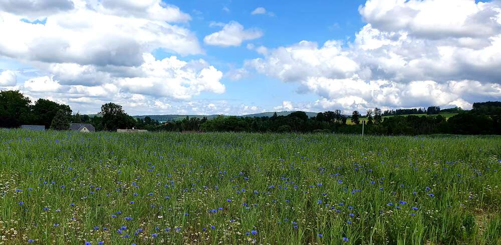 Grundstück Auerbach/Vogtland Vogtland - 105.975&euro; | Angebot:7710499