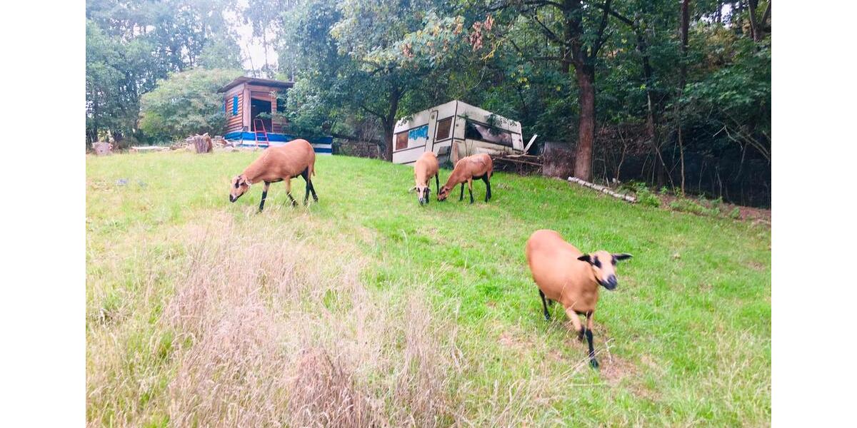 Bauernhaus, Landhaus Gefell - 12 Zimmer, 300 m&sup2;, 380.000&euro; | Angebot:25803486