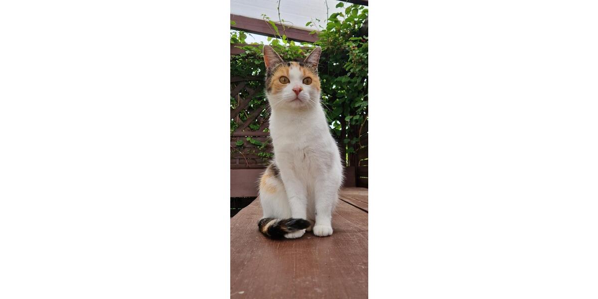 Etagenwohnung Gefell - 6 Zimmer, 180 m&sup2;, 320&euro; | Angebot:26020431