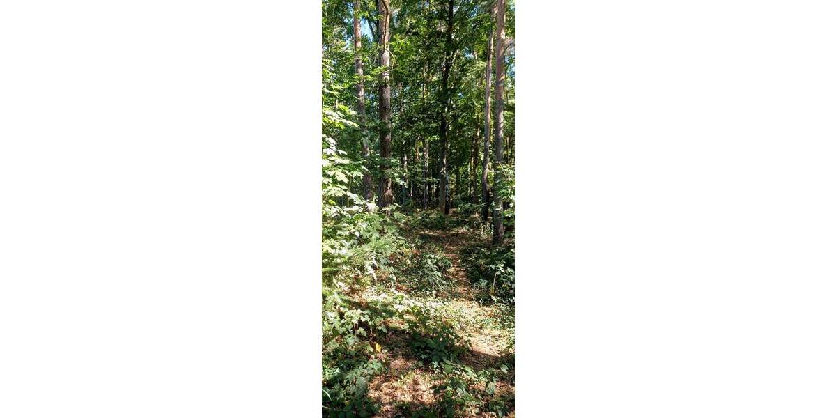 Grundstück Zeulenroda-Triebes Triebes - 39.500&euro; | Angebot:25688109